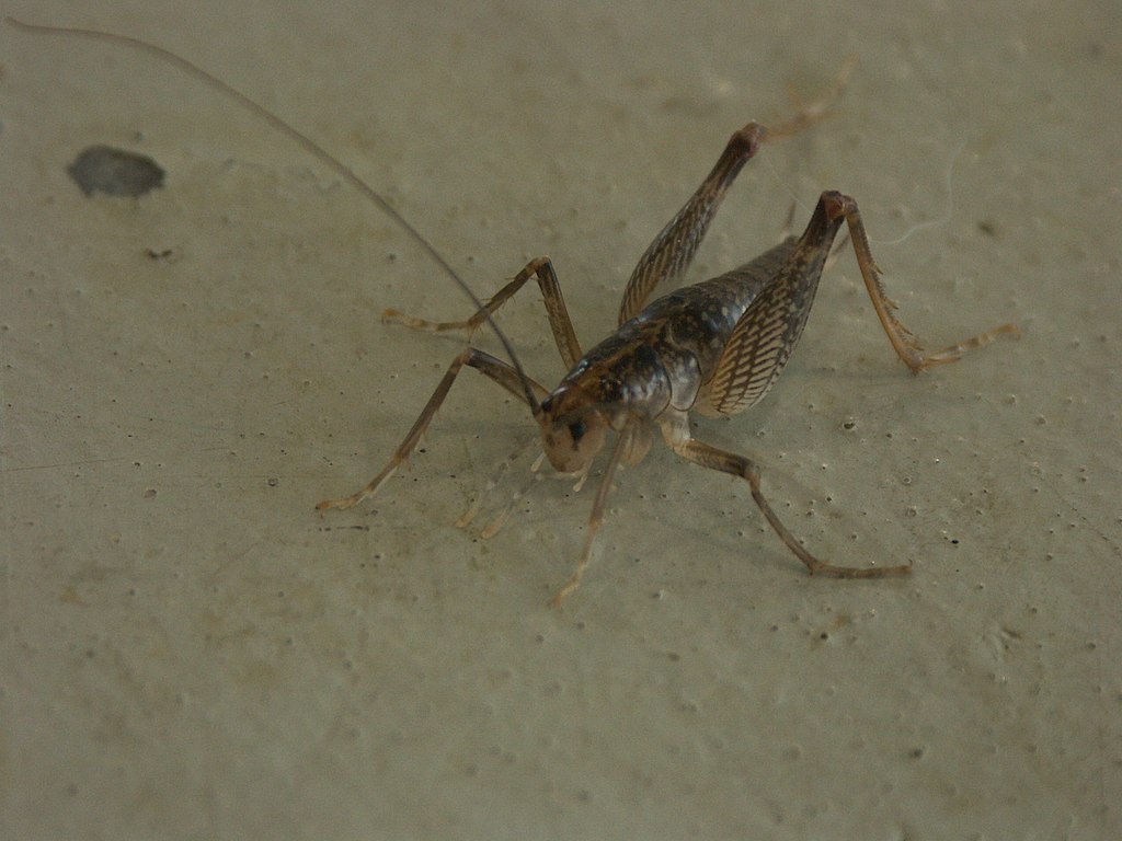 camel cricket in garage