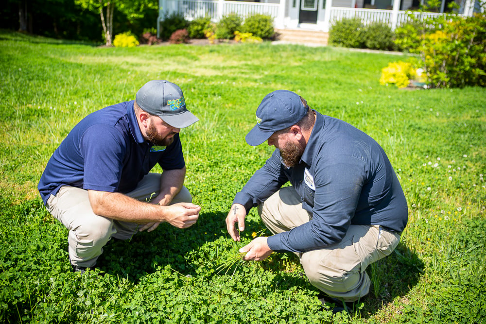 lawn care weed control