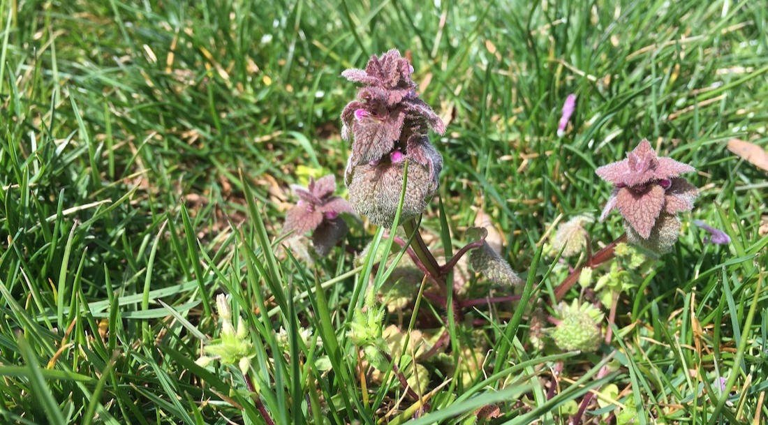 Purple Deadnettle