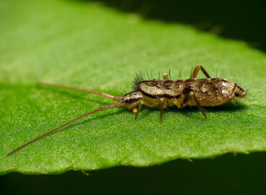 CC-Springtail on leaf