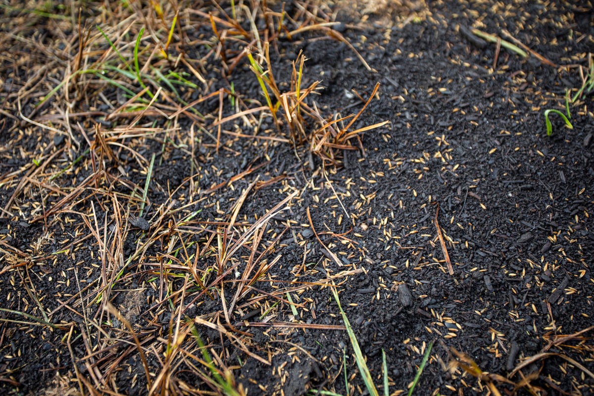 fall lawn seeding 