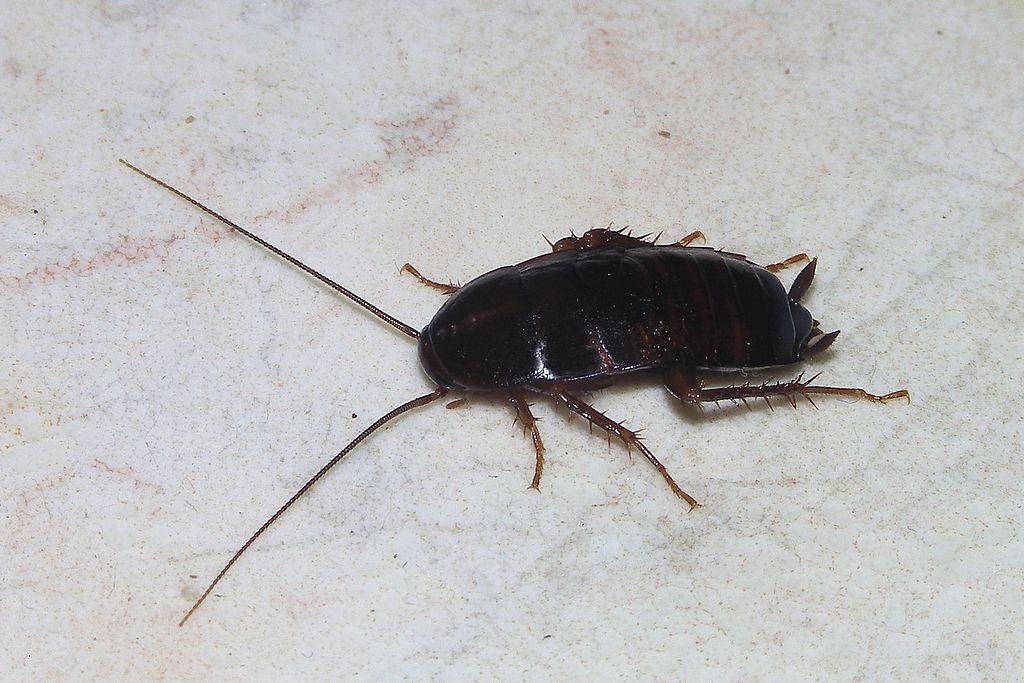 oriental cockroach