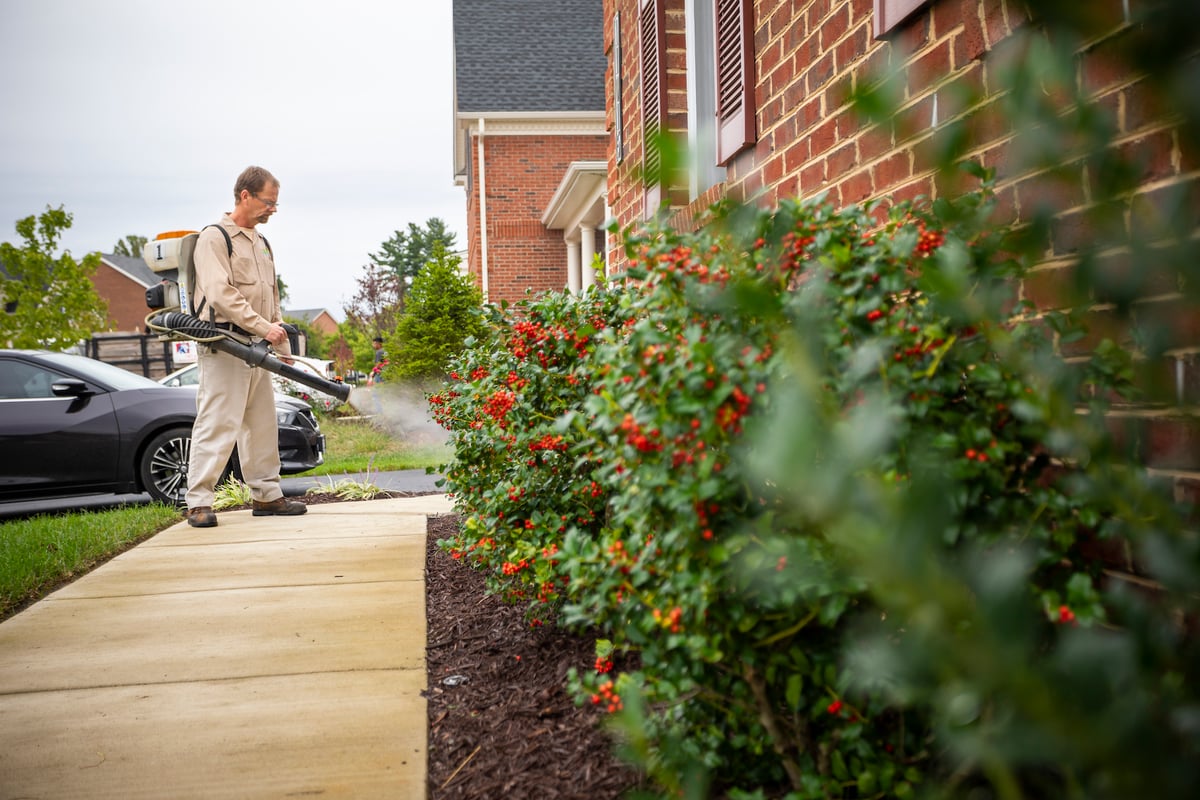 lawn technician sprays flea control on landscape