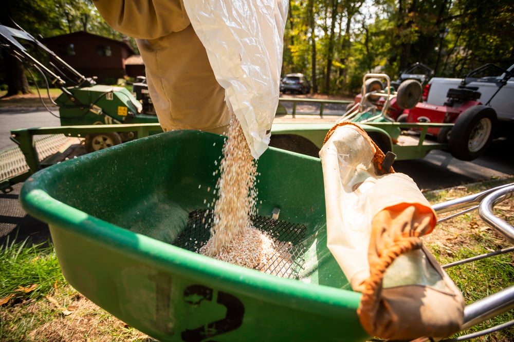 Preparing grass seed for a green lawn