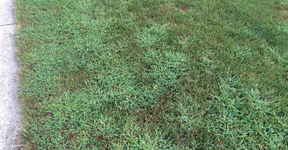 Crabgrass in lawn