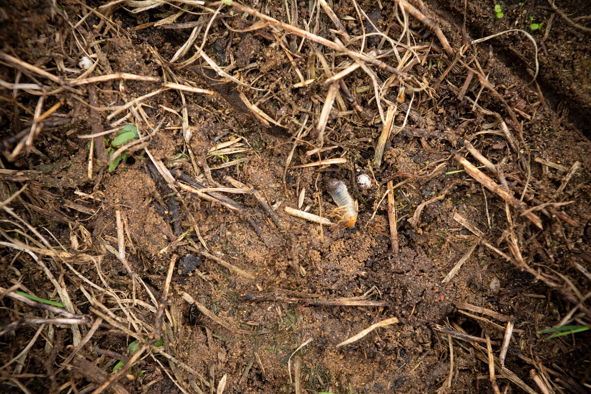 grubs in dirt