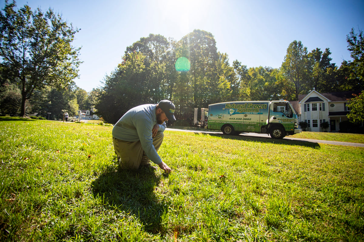 lawn care specialist inspects grass