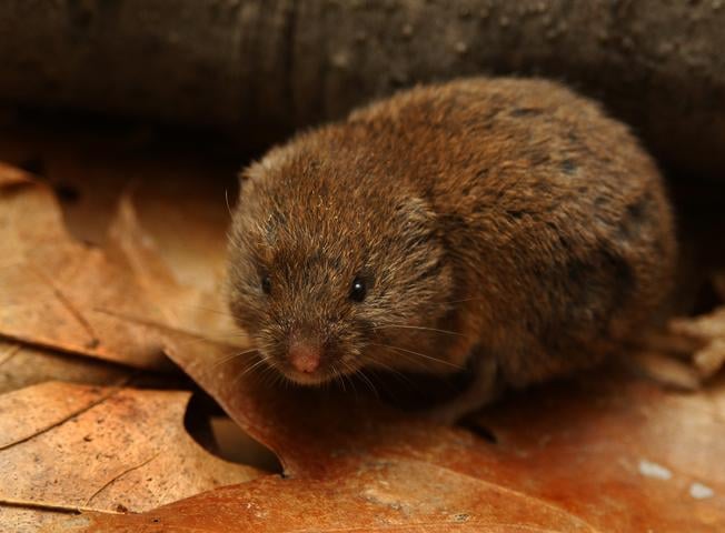 Vole in yard