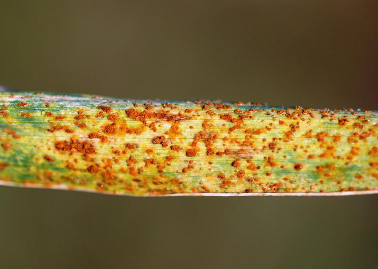 Rust on grass blade