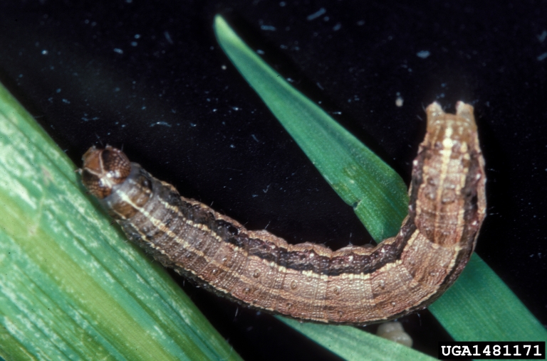 armyworm caterpillar