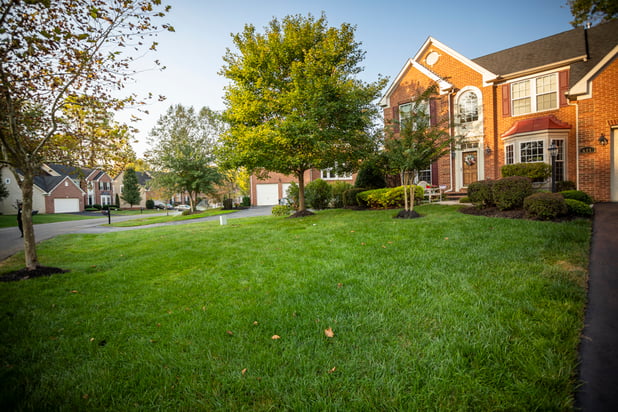 Healthy grass with no crabgrass