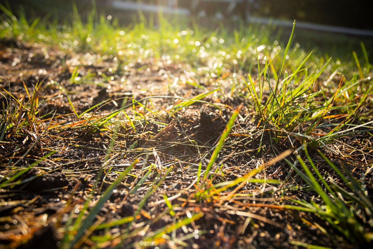 lawn aeration to remove thatch