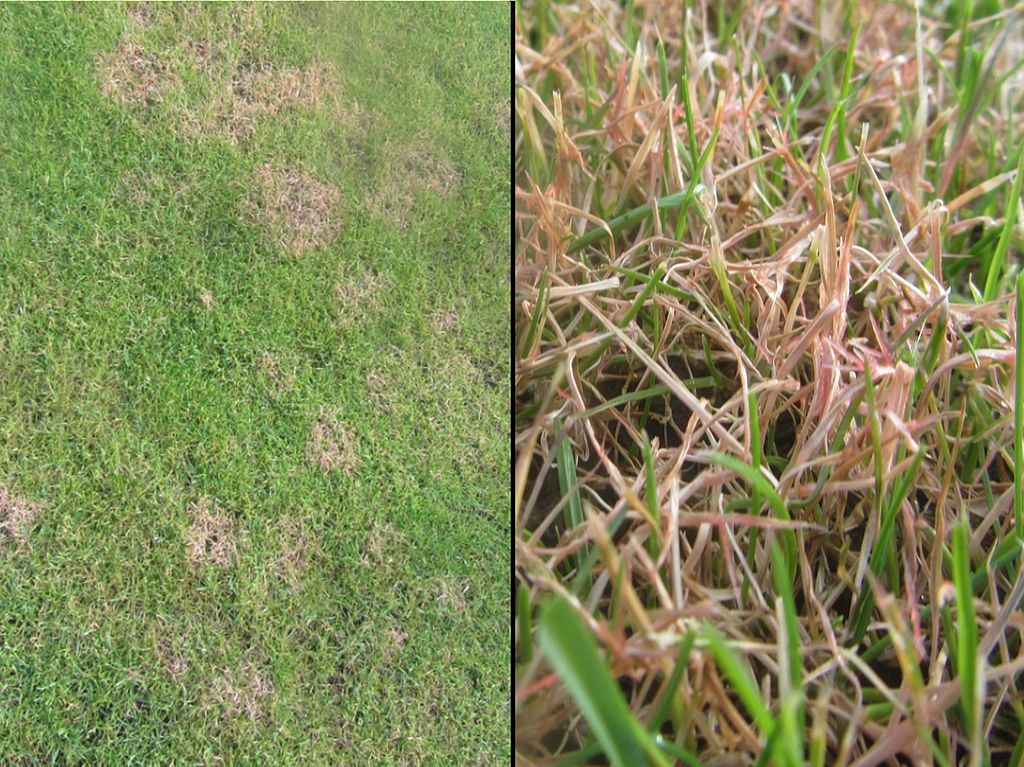 Red Thread lawn disease