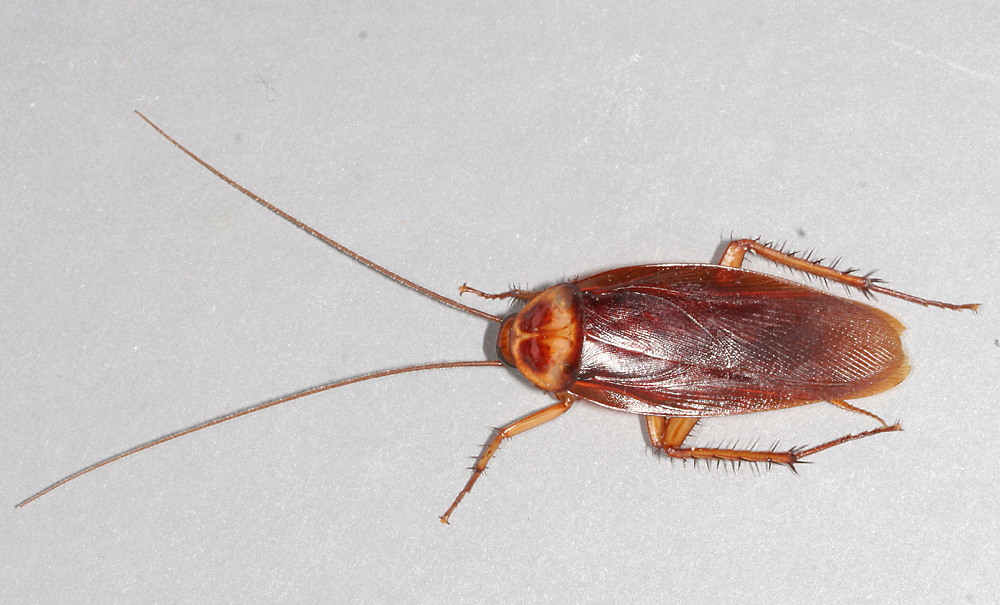 American cockroach