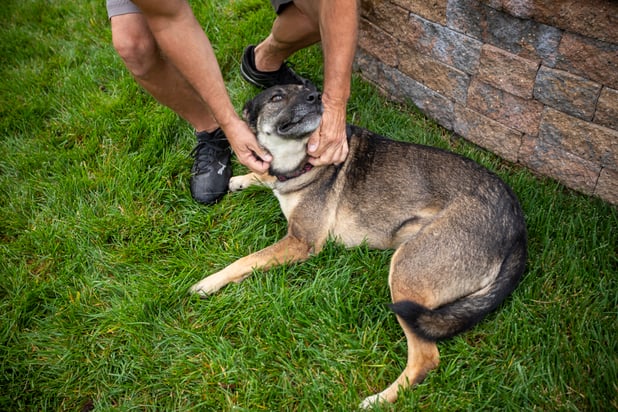 Owners inspecting dog for fleas and ticks in yard