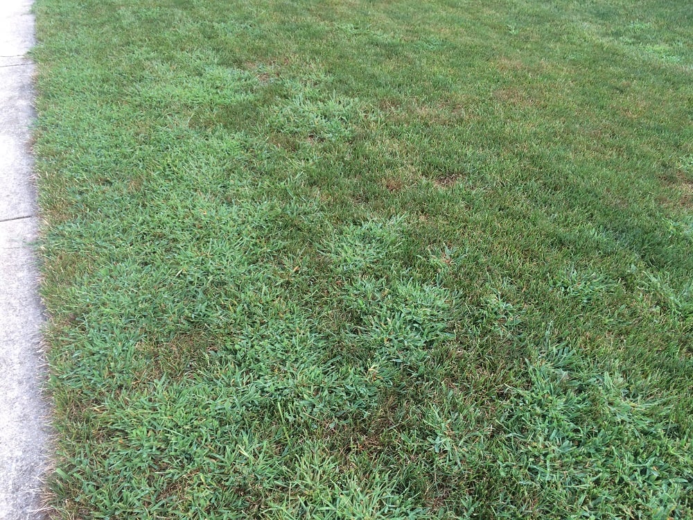 Crabgrass in a lawn