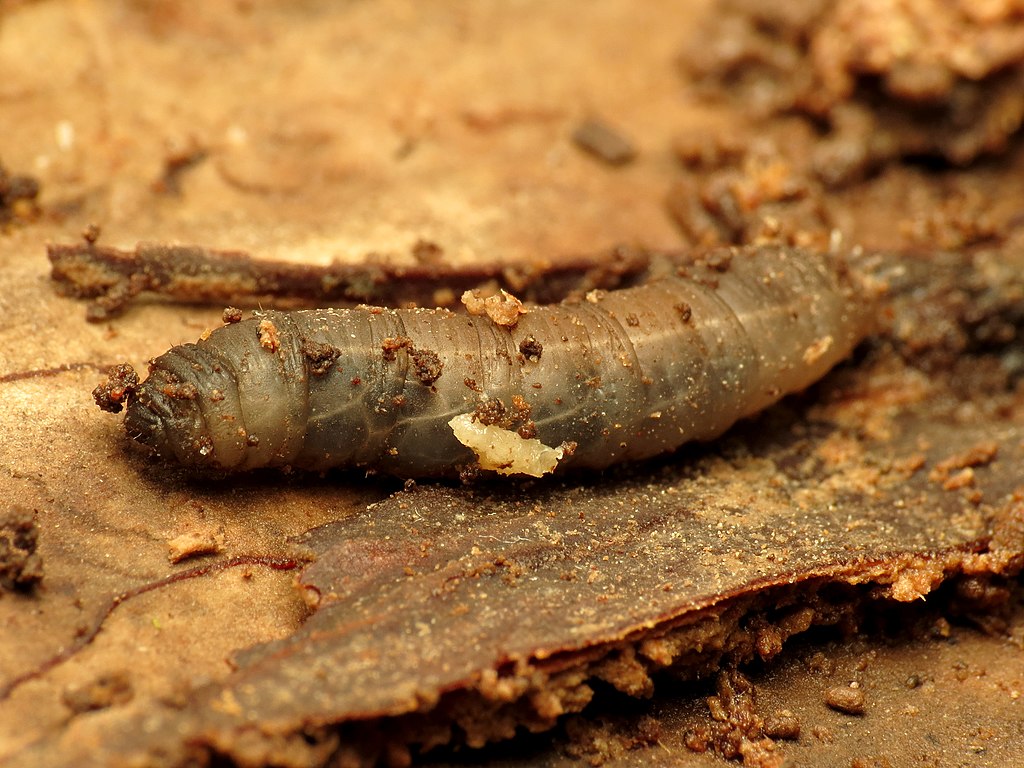 Cranefly Larvae