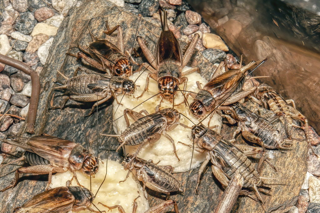 Crickets eating