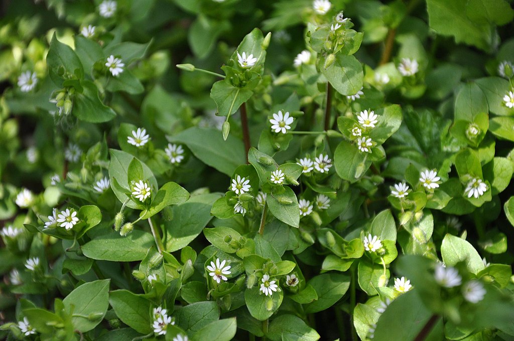 Chickweed